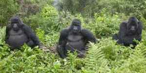 virunga