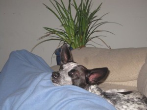 bandit
