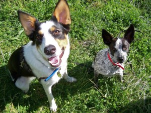 bandit and emma