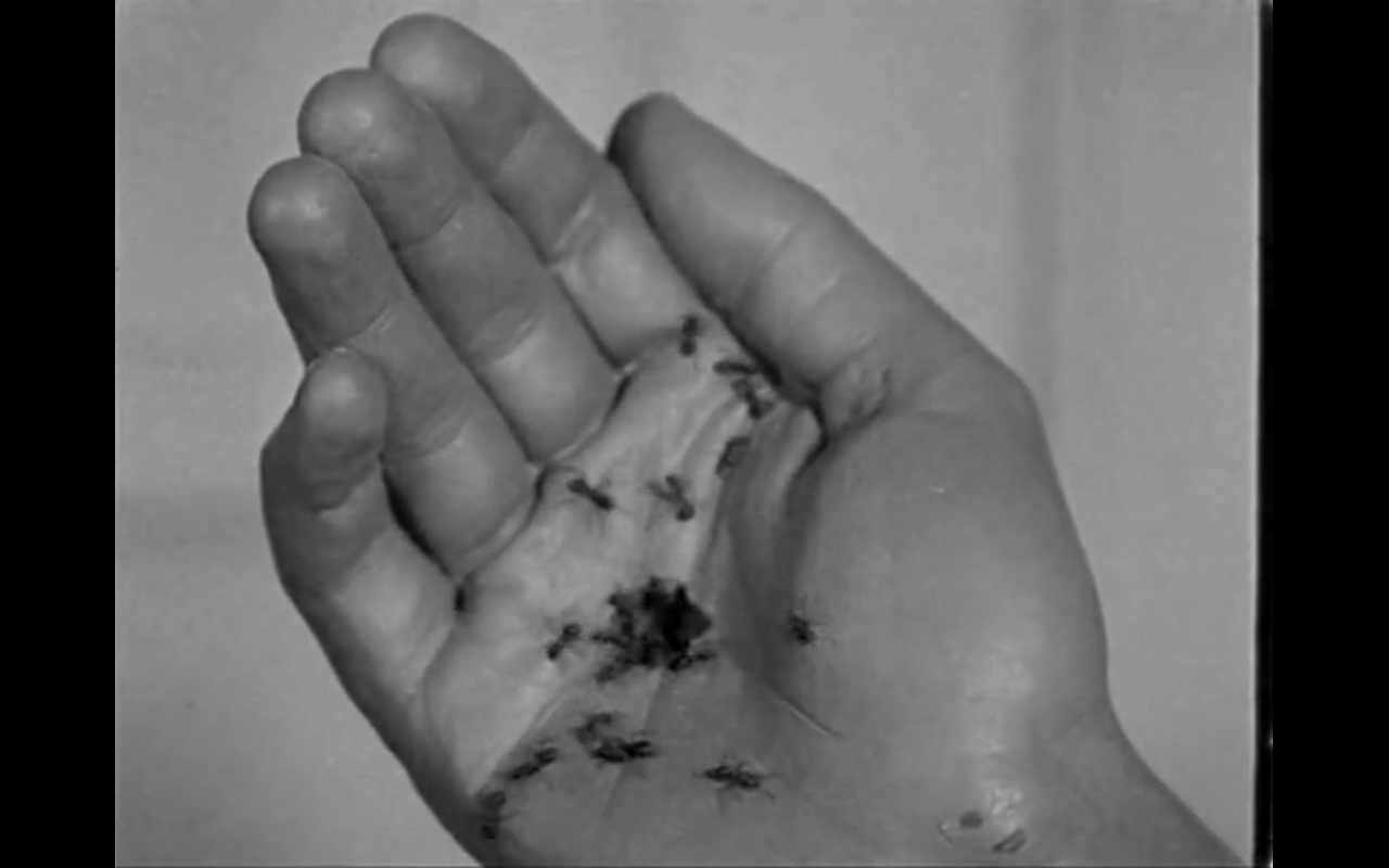 dali chien andalou3