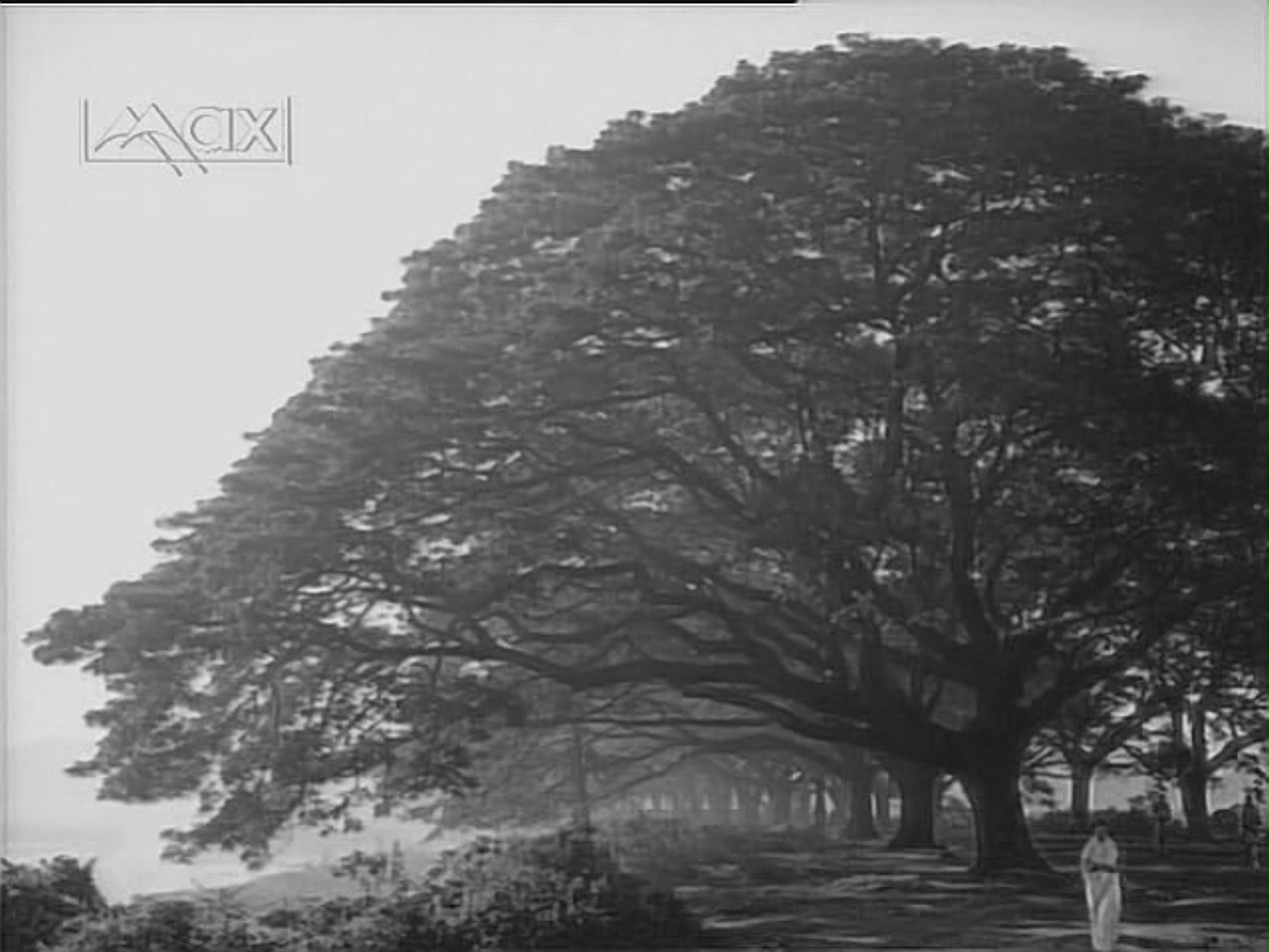 Supriya Choudhury in wide shot with tree Ritwik Ghatak's The Cloud-Capped Star Supriya Choudhury in wide shot with tree Ritwik Ghatak's The Cloud-Capped Star